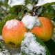 Aperçu des variétés de pommes d'hiver conservées jusqu'au printemps